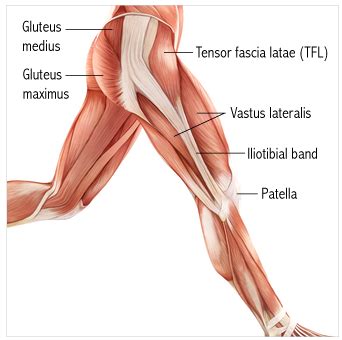 Tensor Fasciae Latae Diagram Quizlet