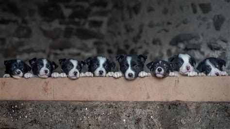 Puppies in the Press - Amy Bateman Photography