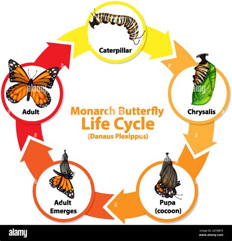 Diagram showing life cycle of Butterfly Stock Vector Image & Art - Alamy