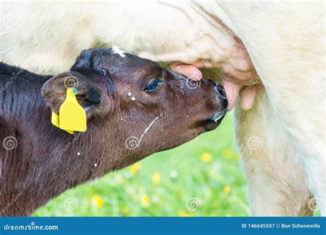 Newborn Calf Drinking Milk from Mother Cow Stock Image - Image of small ...