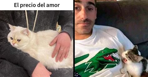 20 Divertidos Memes En Los Que Te Gustaría Etiquetar A Tu Gato Panda