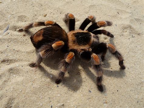 Tarantula Spider Facts About Tarantula Spider