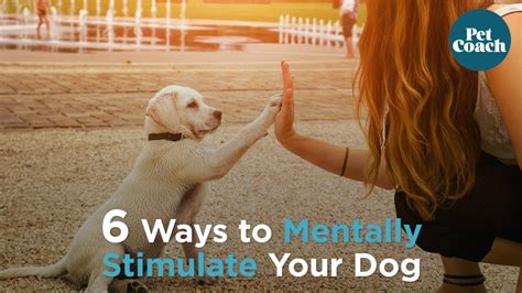 6 Ways To Mentally Stimulate Your Dog Youtube