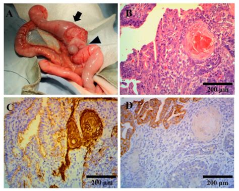 Veterinary Sciences Free Full Text Primary Adenosquamous Cell