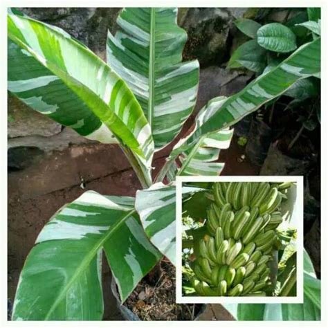 Jual Bibit Pisang Variegata Musa Variegata Shopee Indonesia