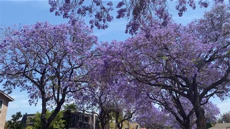 美过日本的樱花 家门口的蓝花楹盛开 极其浪漫 More beautiful than cherry blossoms in Japan