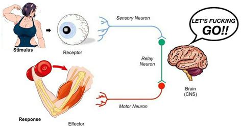 Stimulus Response Brain