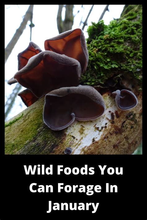 Wild Food You Can Forage In January Wild Food Foraging Wild Edibles