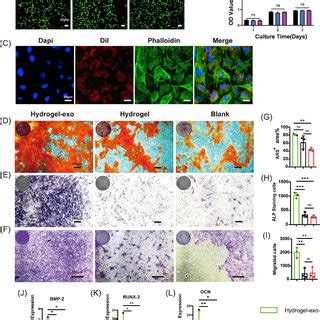 PDF Human Urine Derived Stem Cell Exosomes Delivered Via Injectable