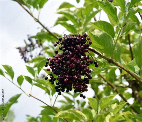 Holunderbeeren Sambucus Nigra Holunder Beeren Schwarze Stock Photo