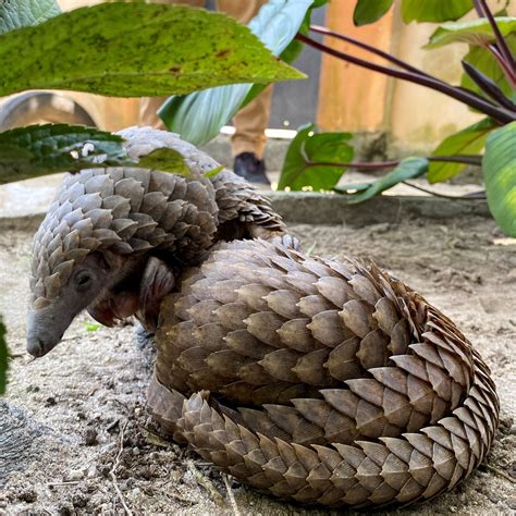 Can Nigeria Help Save the Pangolins Amid a Global Wildlife Crime Crisis