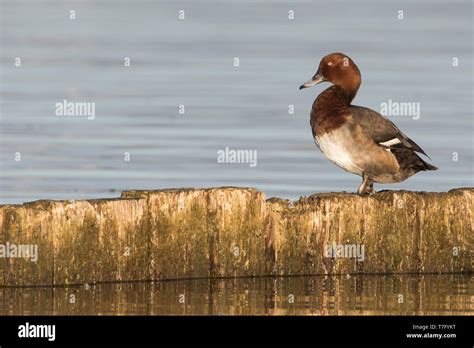 Hybrid Common Pochard X Ferruginous Duck Aythya Nyroca X A Ferina