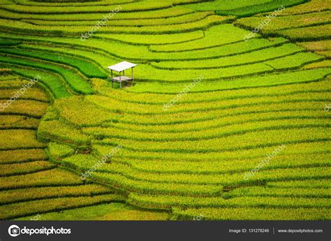 Terraced Rice Field In Mu Cang Chai Vietnam Stock Photo BiancoBlue