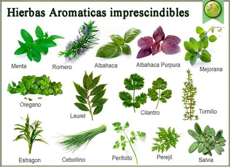 Mis Recetas Anticáncer Hierbas Aromáticas Para Generar Salud Y Vencer Al Cáncer