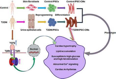 Human Induced Pluripotent Stem Cell Derived Cardiomyocytes Reveal