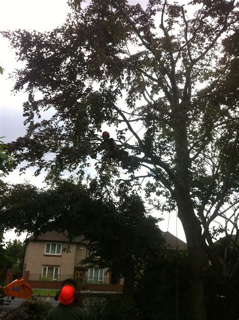 Photos Grenoside Tree Services Tree Surgeons In Sheffield