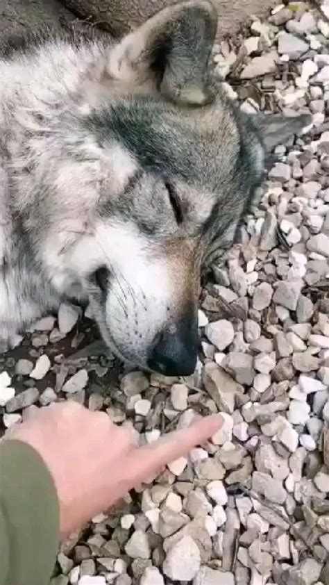 Adorable Wolf Puppies