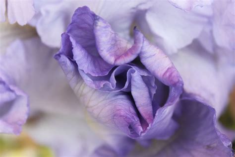 Purple bloom. Union Square Greenmarket. | Union square greenmarket ...