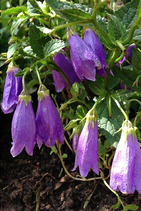 Bellflowers Plant Care And Collection Of Varieties