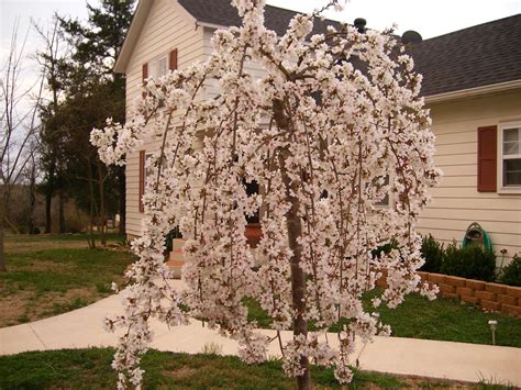 Weeping Cherry Tree - A Beautiful Addition to Your Yard