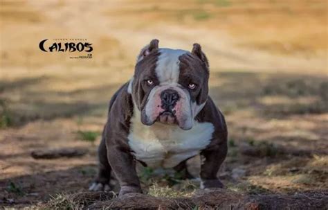 Cachorros American Bully Exotic Gen Merle Calidad Meses Sin Intereses