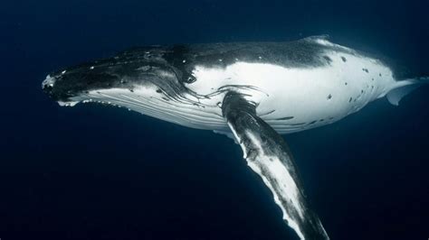 Humpback Whales Caught Having Sex First Ever Sighting Of Whales Indulging In Sexual Activities