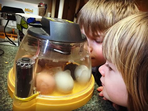 Hatching eggs: How to use an incubator - Grow Northwest