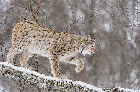 Eurasian Lynx In Winter Norway Photograph By Roger Eritja