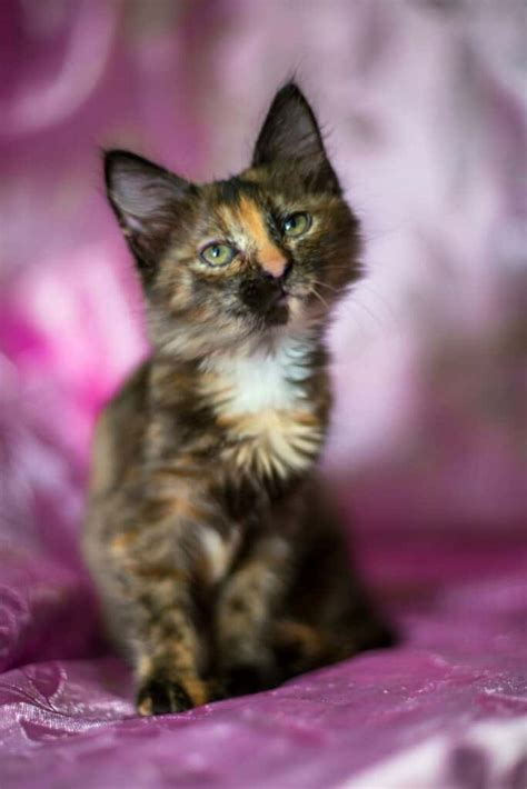 6 Long Hair Tortoiseshell Cat Breeds - Rare Tortie Cats!