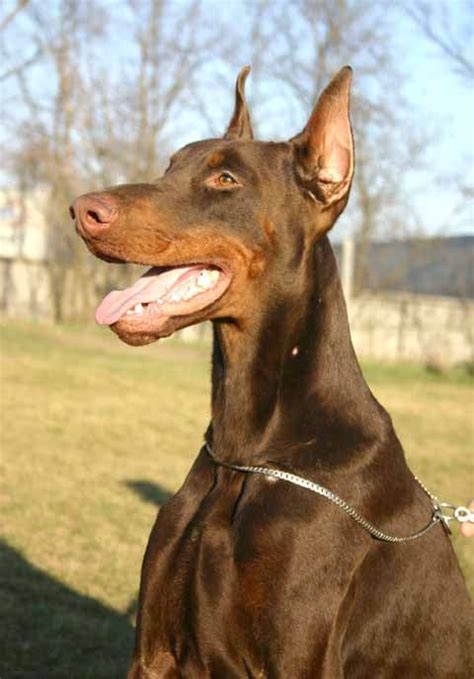 99 Doberman Pinscher Taped Ears L2sanpiero