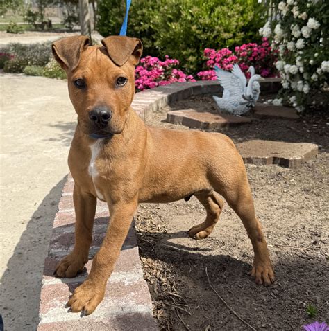 Austin – Pets and Pals Animal Shelter