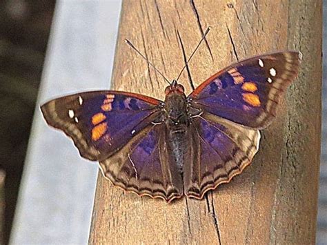 Significado Da Borboleta Roxa