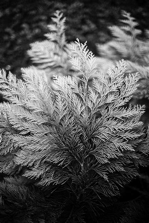 图片素材 树 性质 草 科 黑与白 厂 白色 叶 花 霜 黑暗 黑色 植物群 特写 宏观摄影 单色摄影