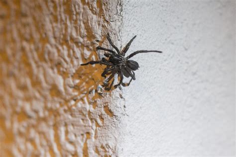 Spider mating season creeps out Crossroads residents | Goliad ...