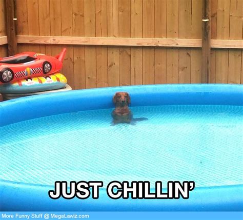 Dog Swimming Funny Meme