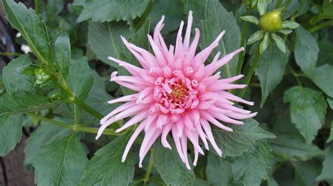 Pink Princess Dahlia Mimisdarlins Flickr