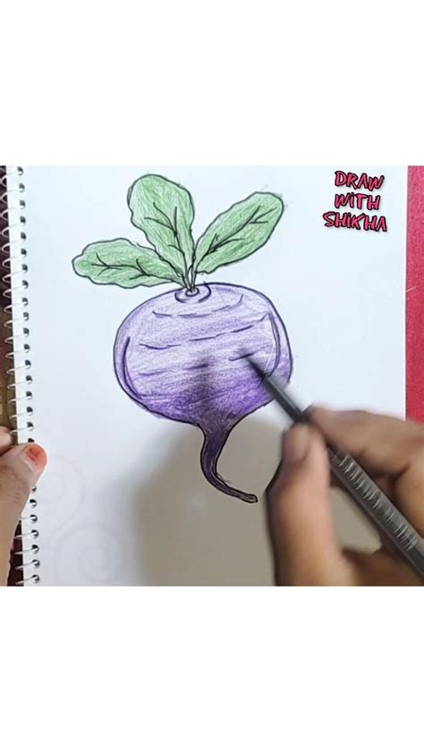 How To Draw A Turnip Step By Step Drawings Turnip Eggplant