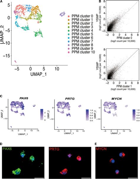 Pax6 Positive Microglia Evolve Locally In Hipsc Derived Ocular