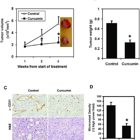 Curcumin Inhibits Growth Of Pan Tumor Xenografts A Nude Mice