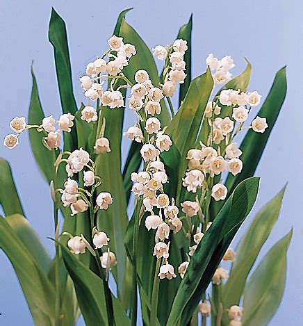 Lily Of The Valley Convallaria Majalis Calyx Flowers Inc