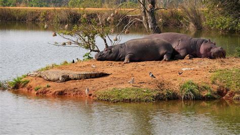 Rubondo Island Brilliant Adventures And Safaris