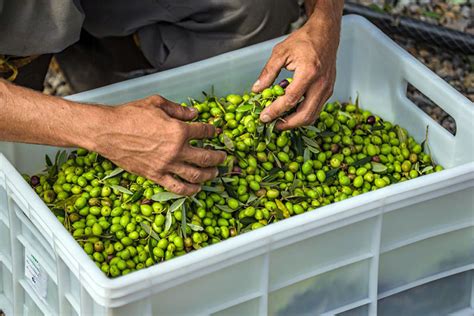 Olivas De Gramado Comemora O Crescimento De 100 Da Sua Colheita De