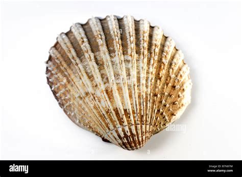 One Single Scallop Shells Seashell White Background Cutout Detail