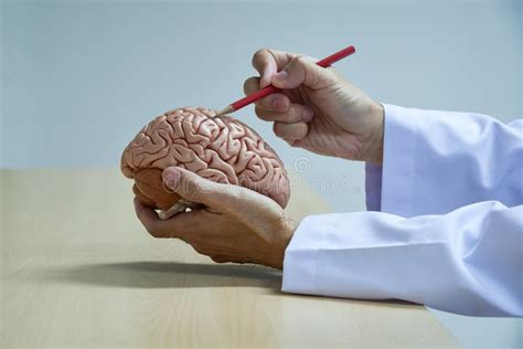 A Neurosurgeon Demonstrating Human Lumbar Spine Model Anatomy Stock