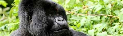 Top Things To Do In Virunga National Park Congo Safaris Tours