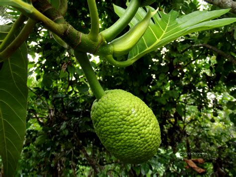 The Breadfruit Blighs T To Jamaica And The Mutiny It Caused