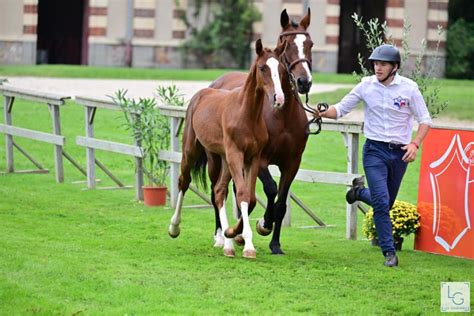 Foal mâle selle français par Hitchcock bois Margot ChevalAnnonce