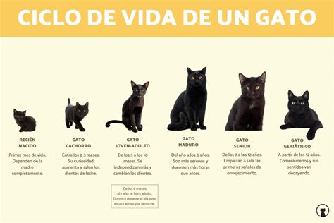 Cómo Entender El Ciclo De Vida De Un Gato Mascotario