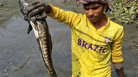 Village People Lot Of Big Fish Catching In Mud Water By Hand In The