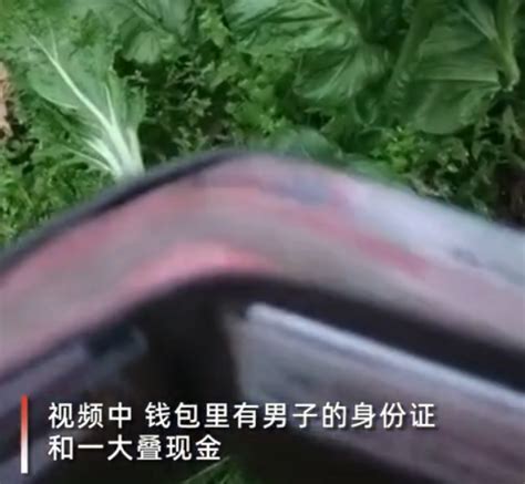 男子夜晚偷菜钱包落田里，菜地主人捡个正着：拿回白菜，还你钱包 北晚新视觉